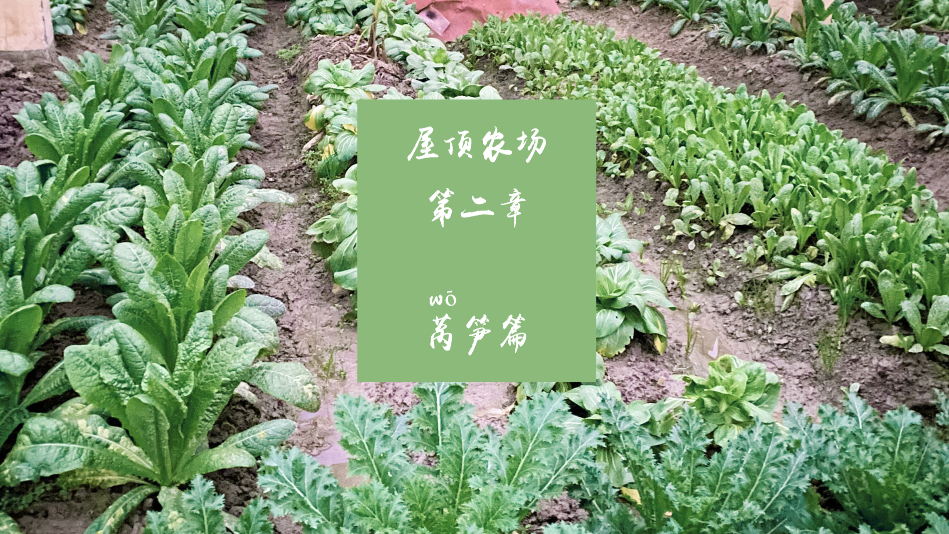 在自家楼顶农场 收获“18”岁的莴笋是什么体验「新八闲唠滑水」农场篇第二集